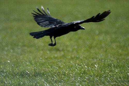 A1 Decoy Crow/Rook Hunting Manual Call - Image 4