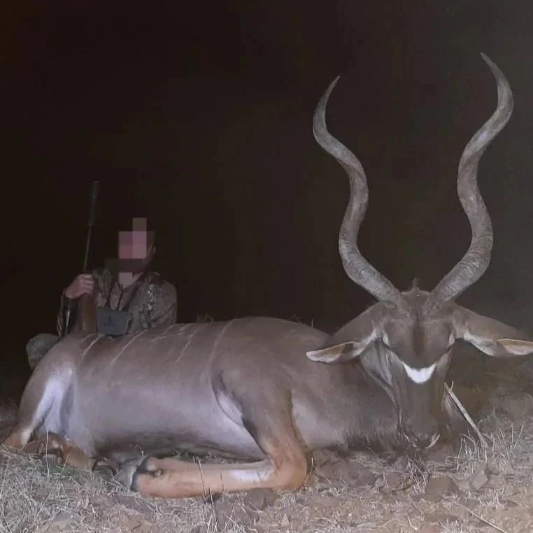 Africa Cull Hunt South Africa Port Elizabeth - Image 2