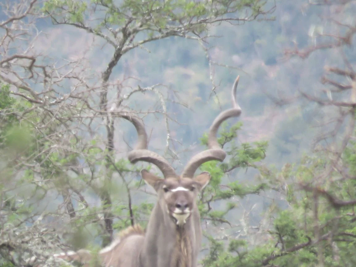Cull Packages with Rance Safaris on the Kei River Reserve - Image 2