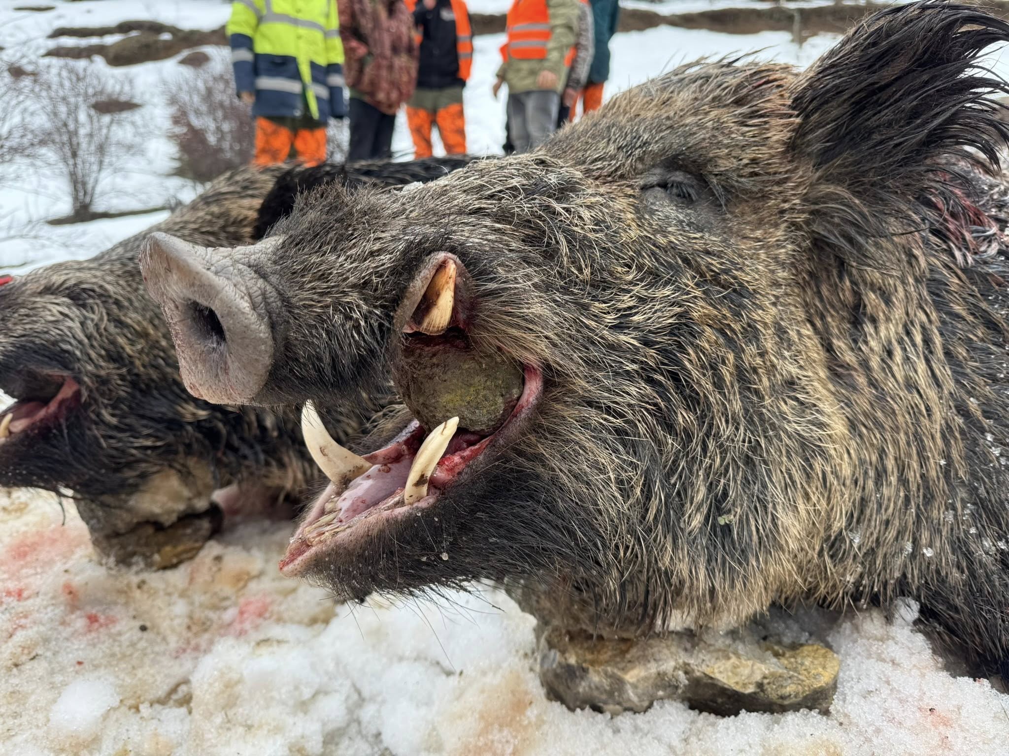 Driven Wild Boar Hunting in Turkey / Turkiye February 5th-10th 2027 5/6 Days Shooting Turkish Record - Image 5