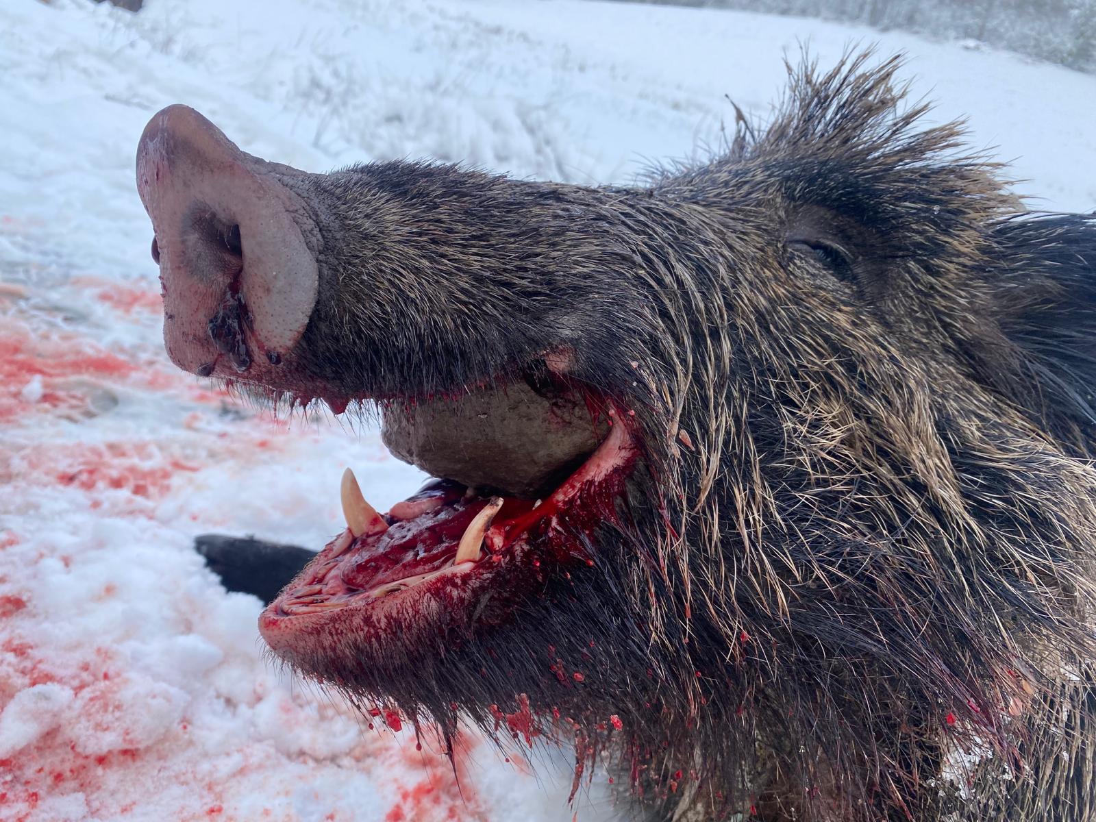 Driven Wild Boar Hunting in Turkey / Turkiye November 2026 NEW AREA THE HIDDEN VALLEY - Image 15