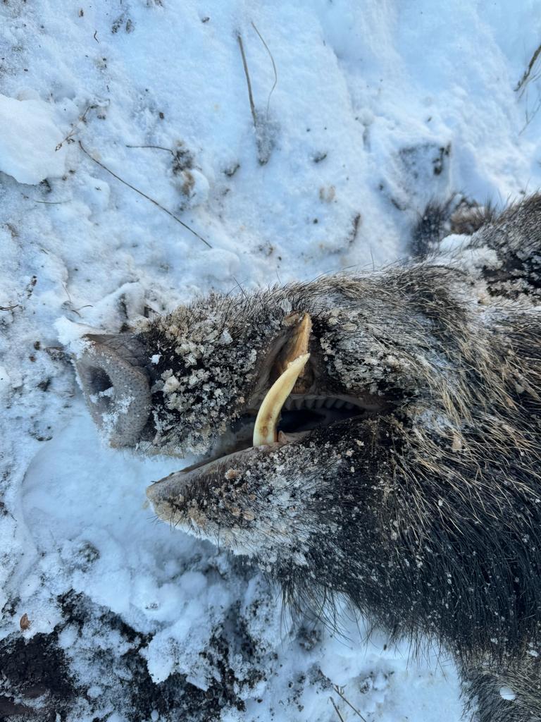 Driven Wild Boar Hunting in Turkey / Turkiye November 2026 NEW AREA THE HIDDEN VALLEY - Image 16