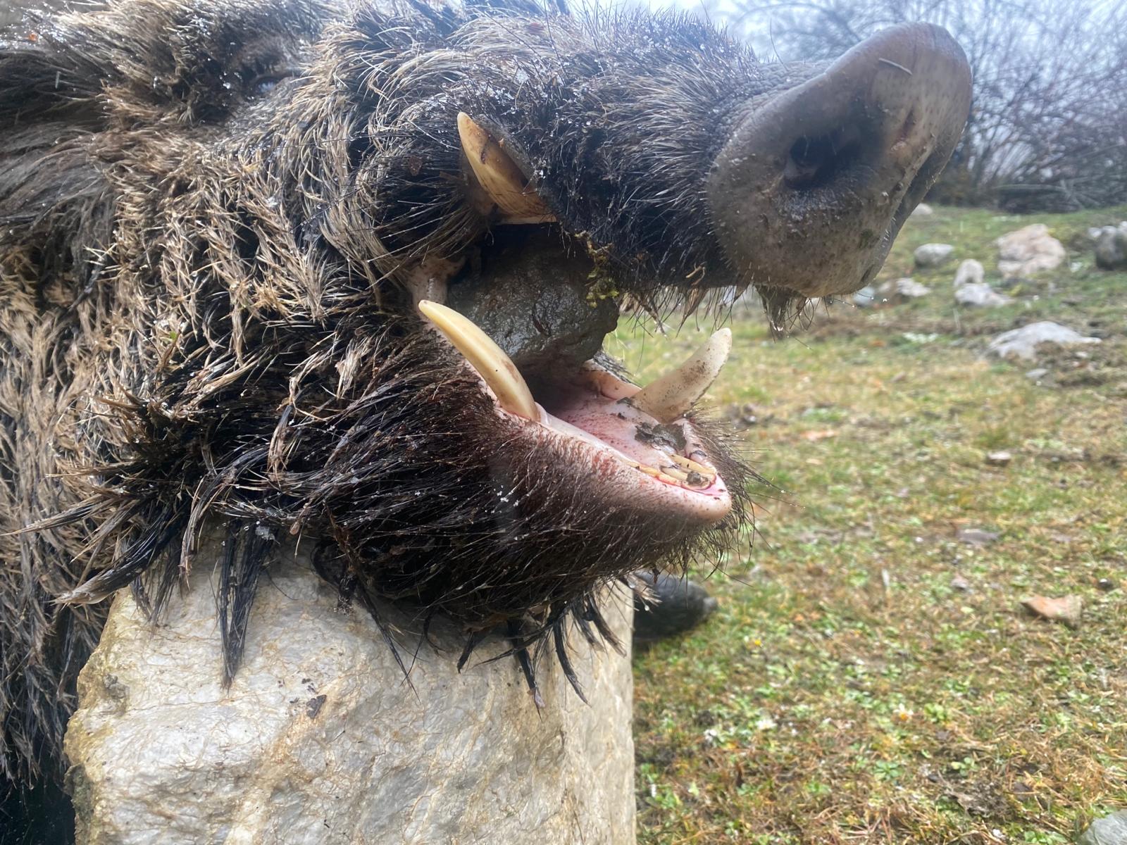 Driven Wild Boar Hunting in Turkey / Turkiye November 2026 NEW AREA THE HIDDEN VALLEY - Image 20
