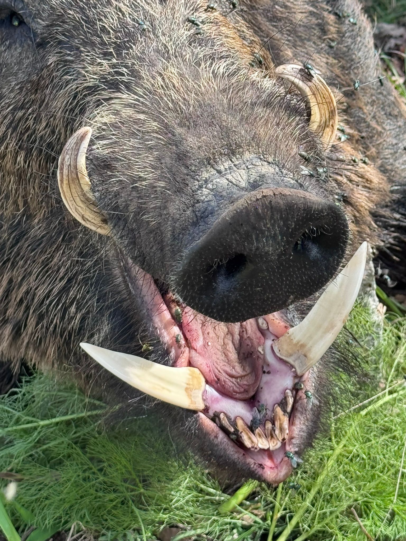 Driven Wild Boar Hunting in Turkey / Turkiye November 2026 NEW AREA THE HIDDEN VALLEY - Image 3