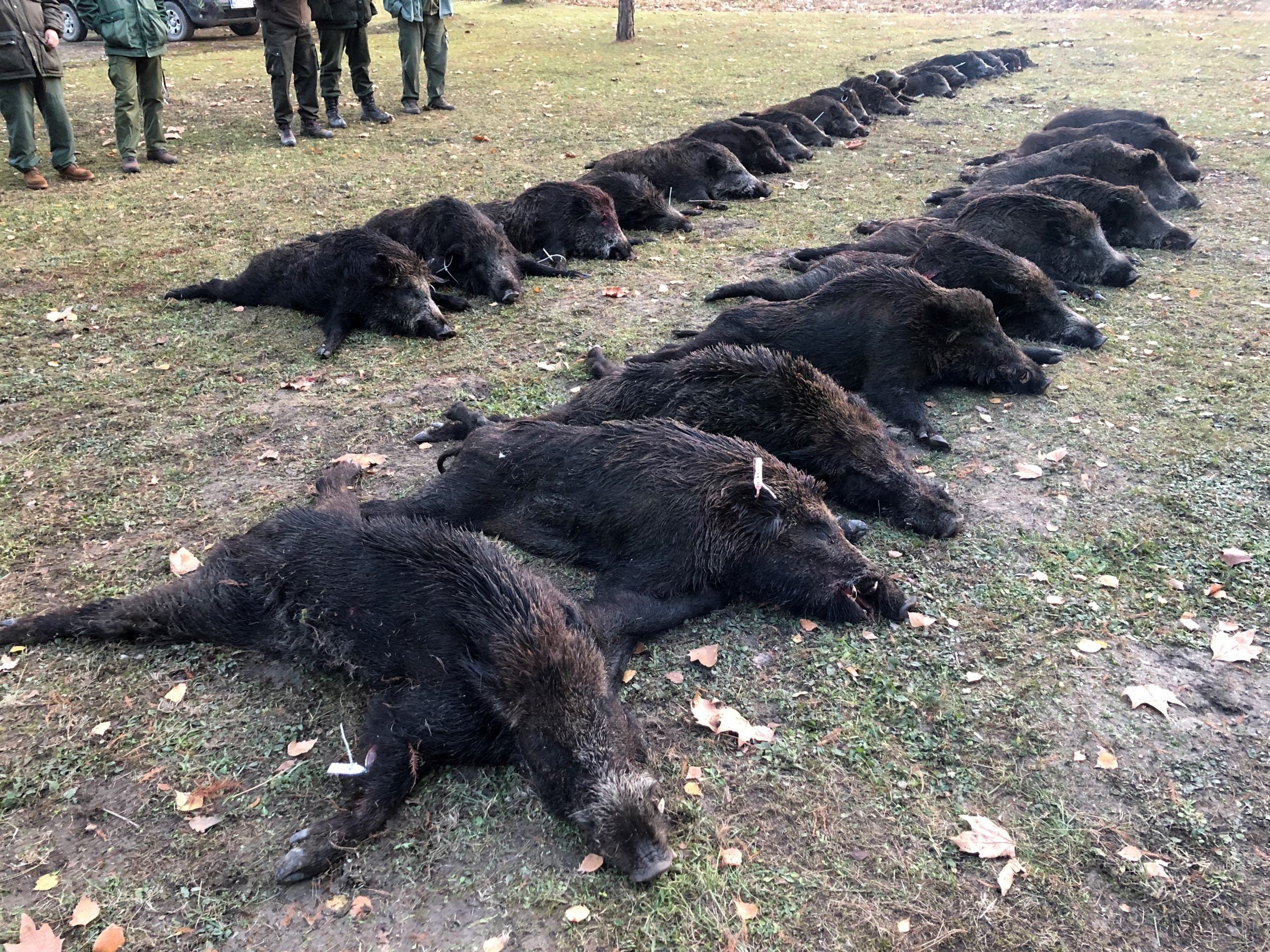 DRIVEN WILD BOAR SERBIA TRIPS Available 2026 Season - Image 3