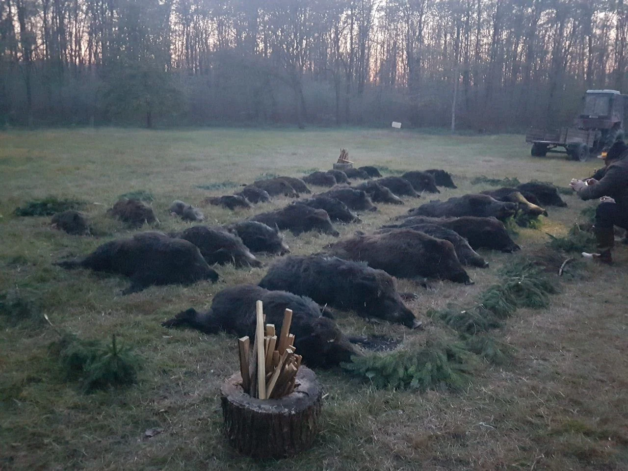 DRIVEN WILD BOAR SERBIA TRIPS Available 2026 Season - Image 4