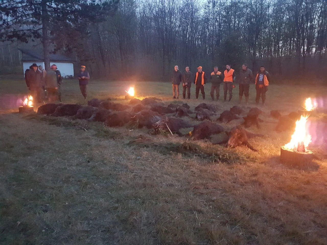 DRIVEN WILD BOAR SERBIA TRIPS Available 2026 Season - Image 5
