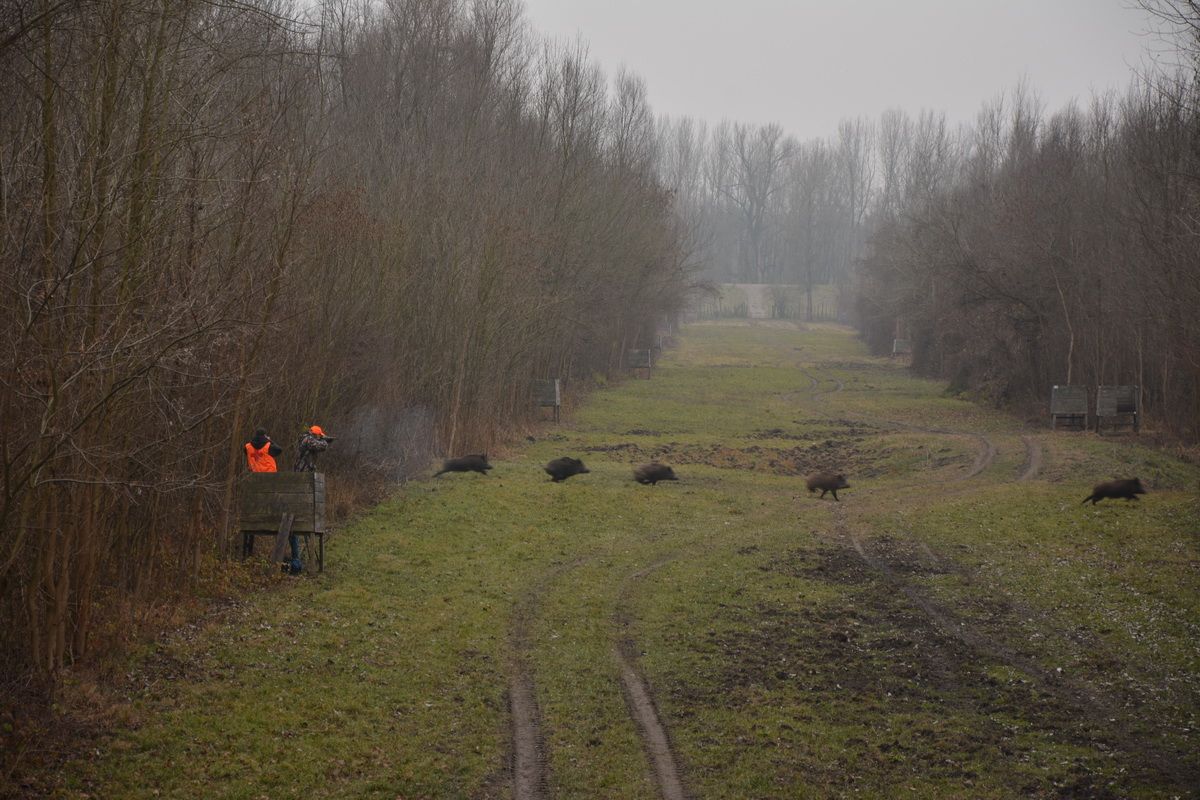 DRIVEN WILD BOAR SERBIA TRIPS Available 2026 Season - Image 7