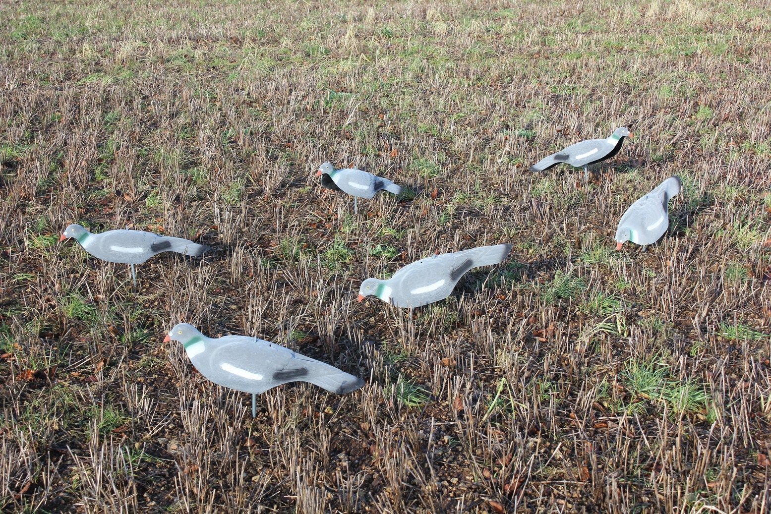 Extra Large Magnum Flocked Pigeon Decoy Shell - Image 8