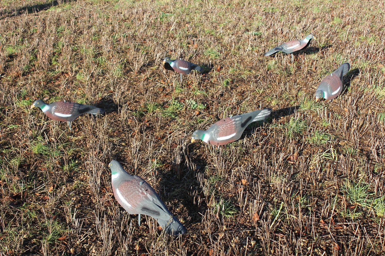 Extra Large Magnum Plastic Pigeon Decoy Shell - Image 7