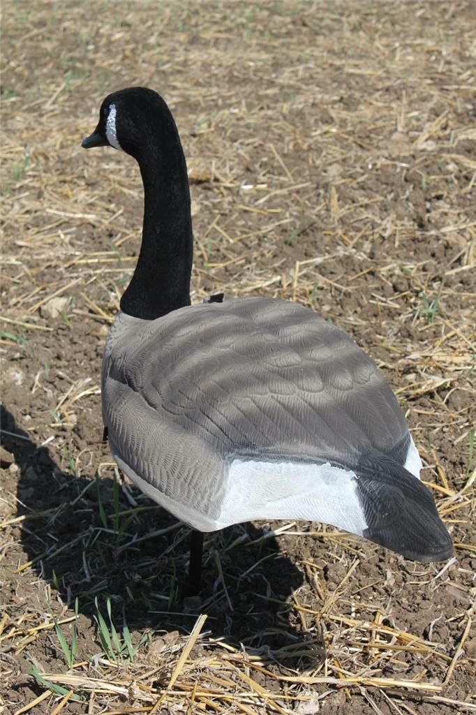 FLOCKED CANADA GOOSE SHELL DECOY - Image 3