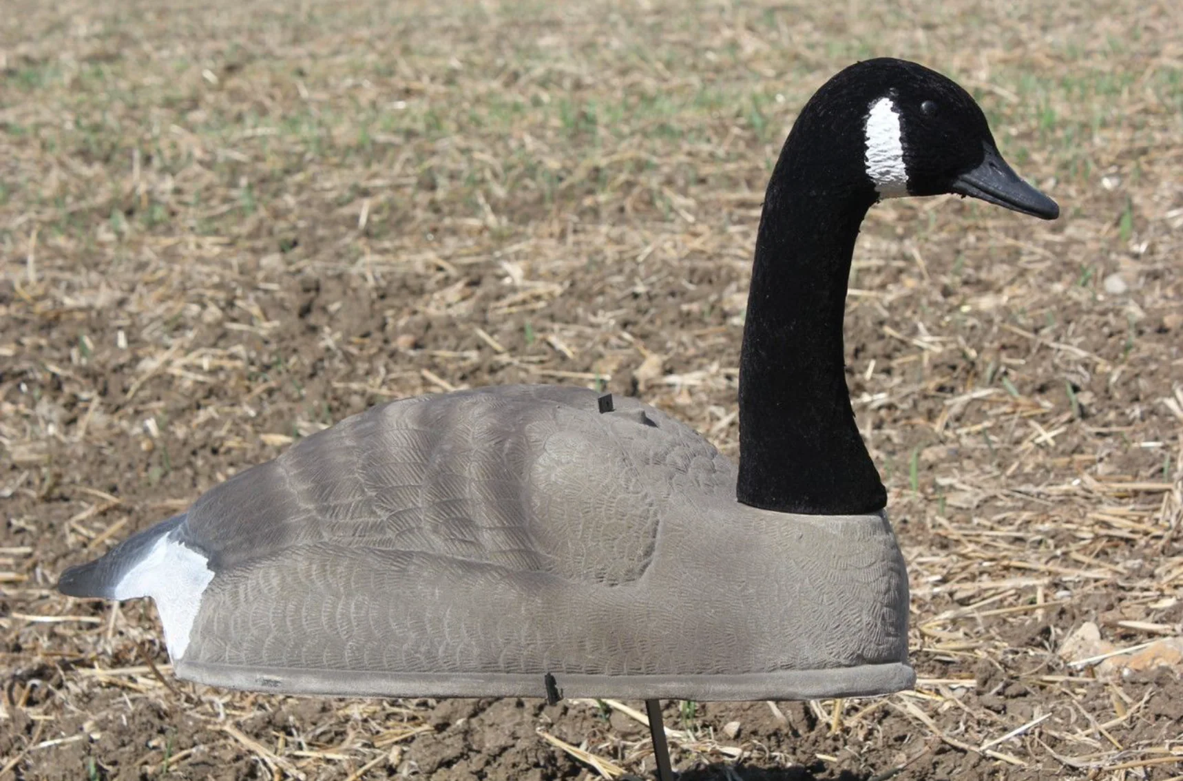 FLOCKED CANADA GOOSE SHELL DECOY - Image 4