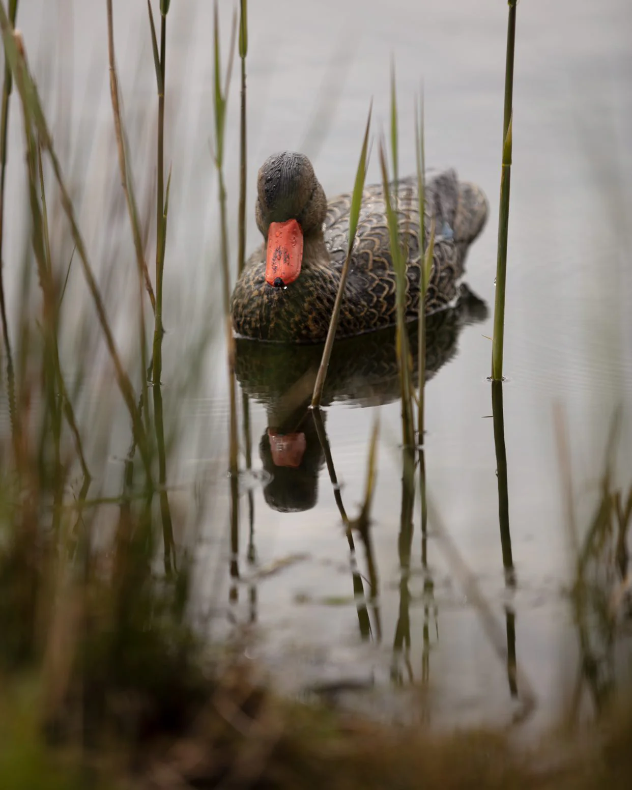HD Full Body Mallard Decoys – Lifesize Floating Mallard Duck Decoy - Image 5