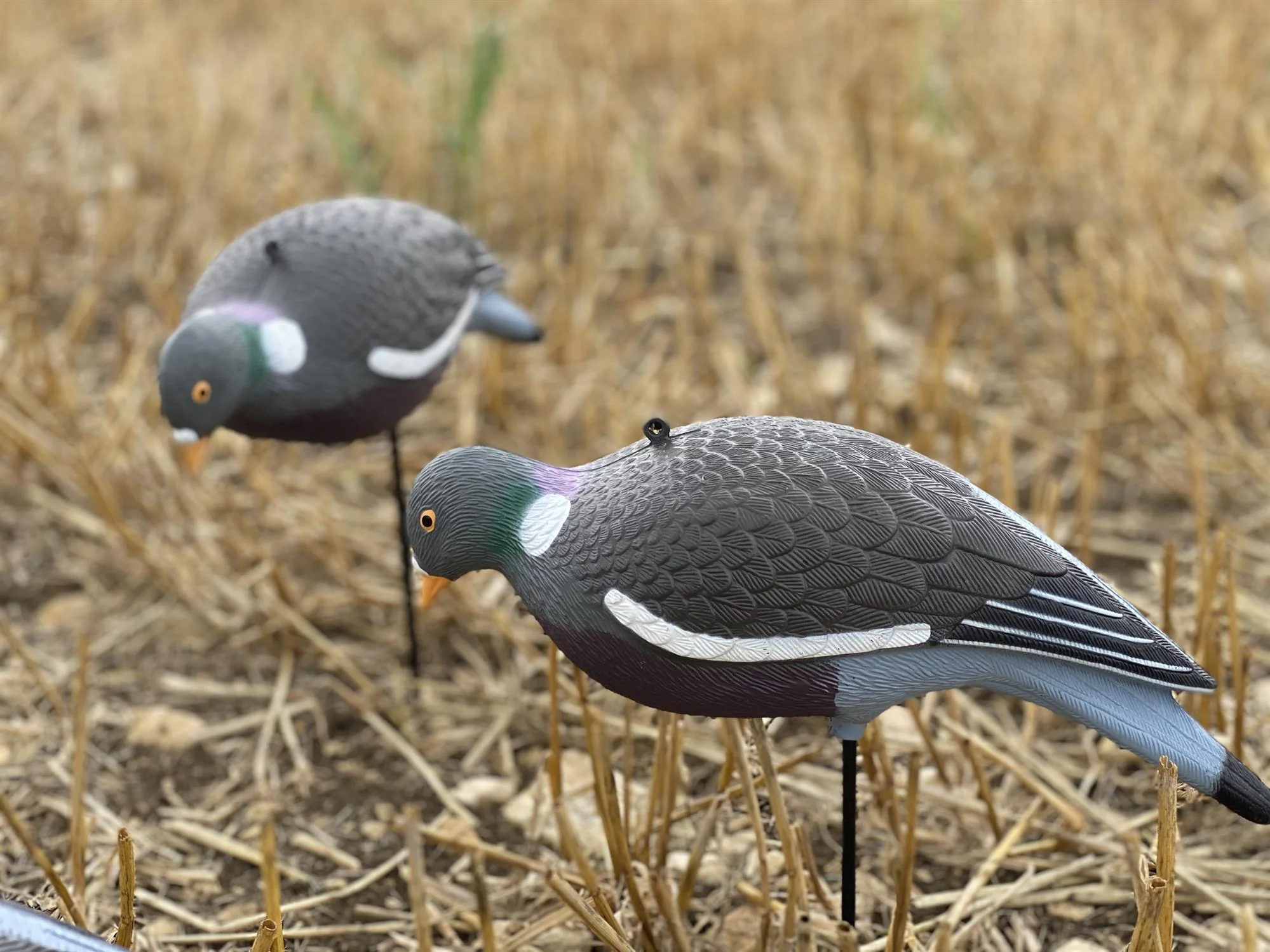 HD PIGEON DECOY KIT - Image 5
