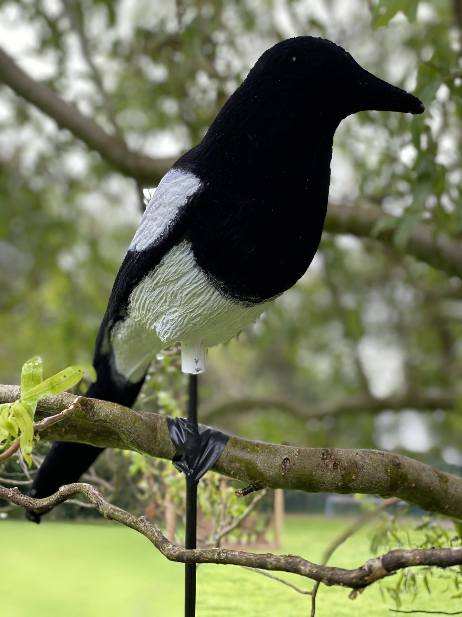 High Definition Flocked Magpie Full Bodied Decoy - Image 4