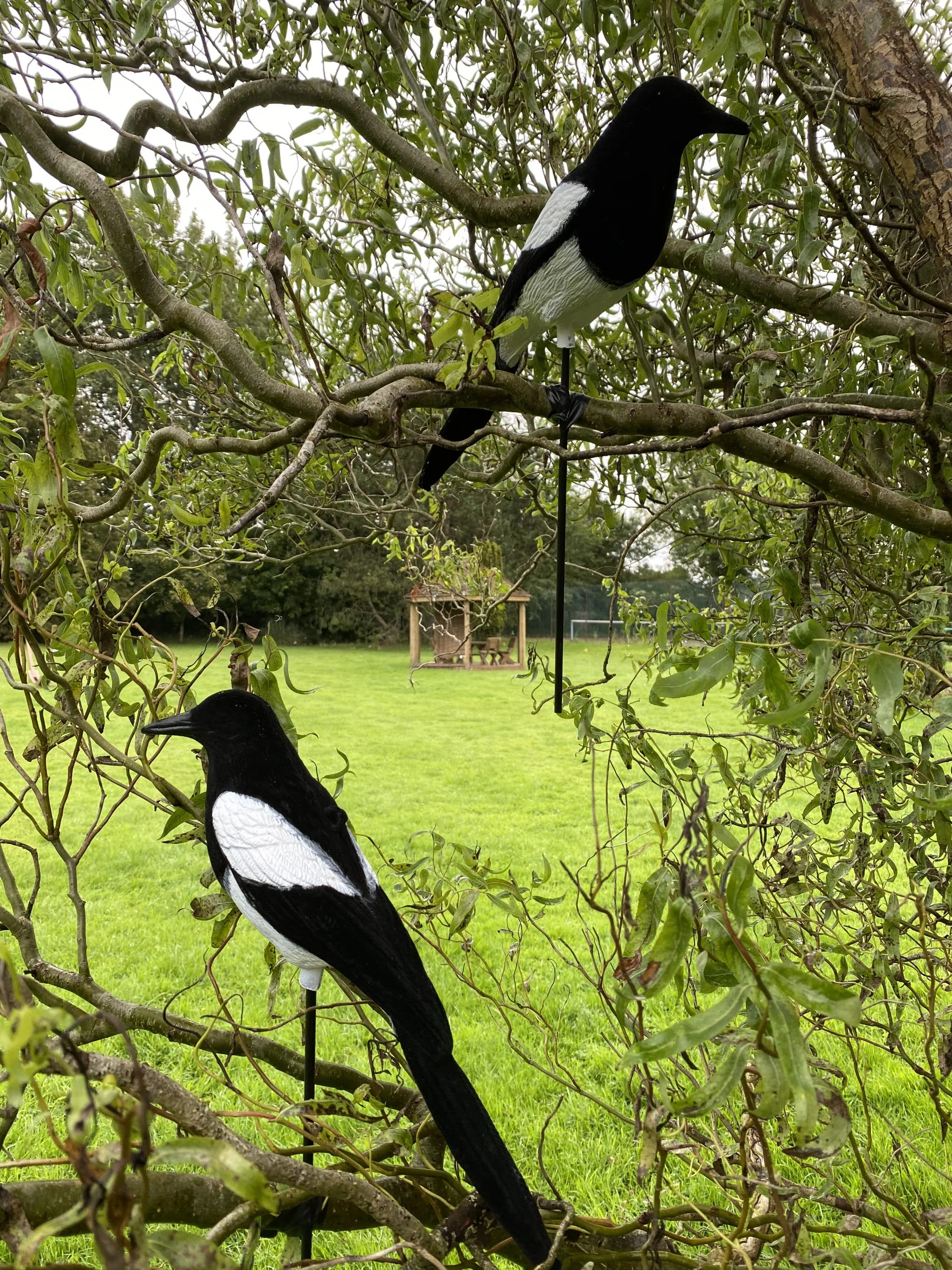 High Definition Flocked Magpie Full Bodied Decoy - Image 5