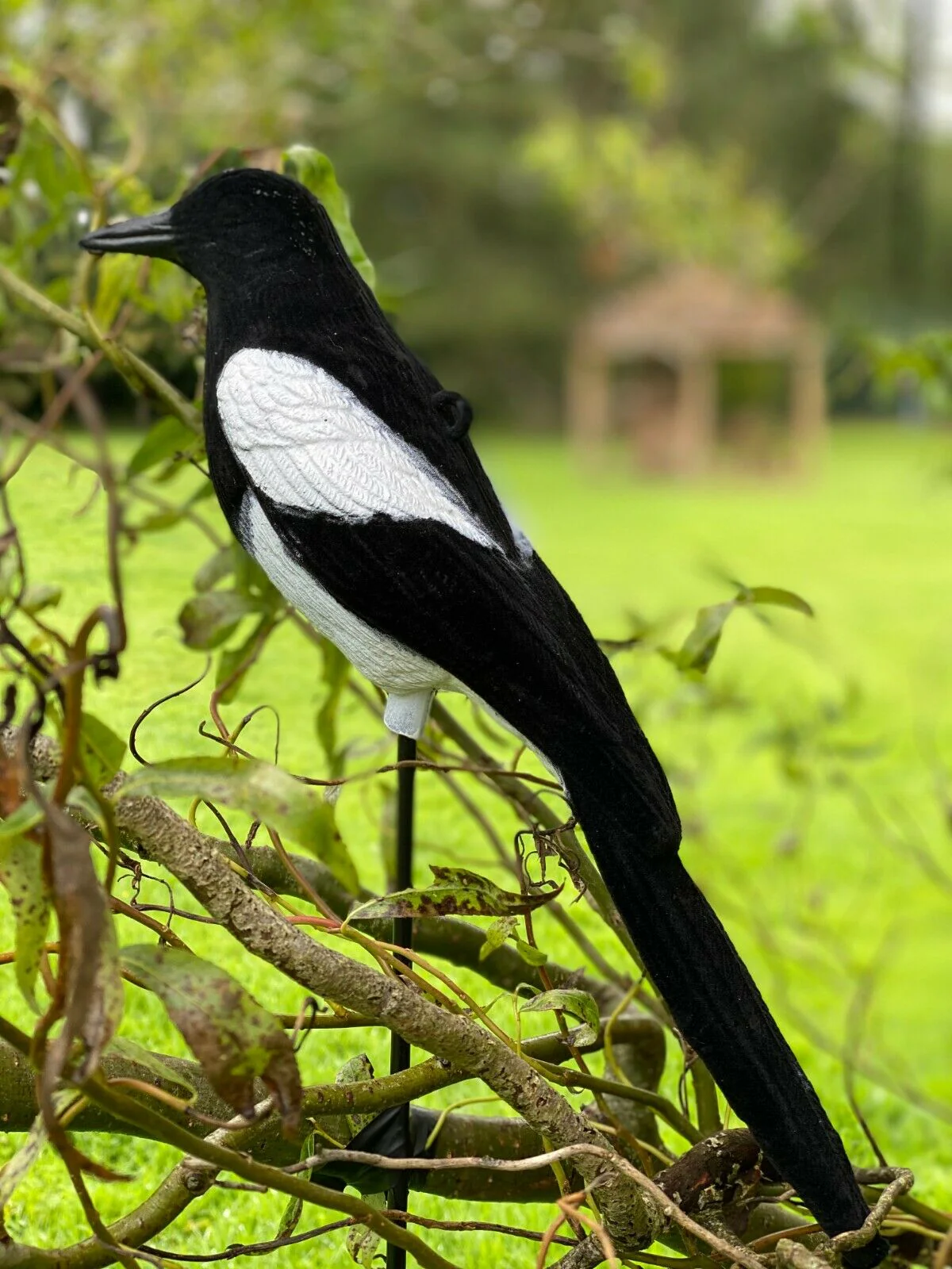 High Definition Flocked Magpie Full Bodied Decoy - Image 8