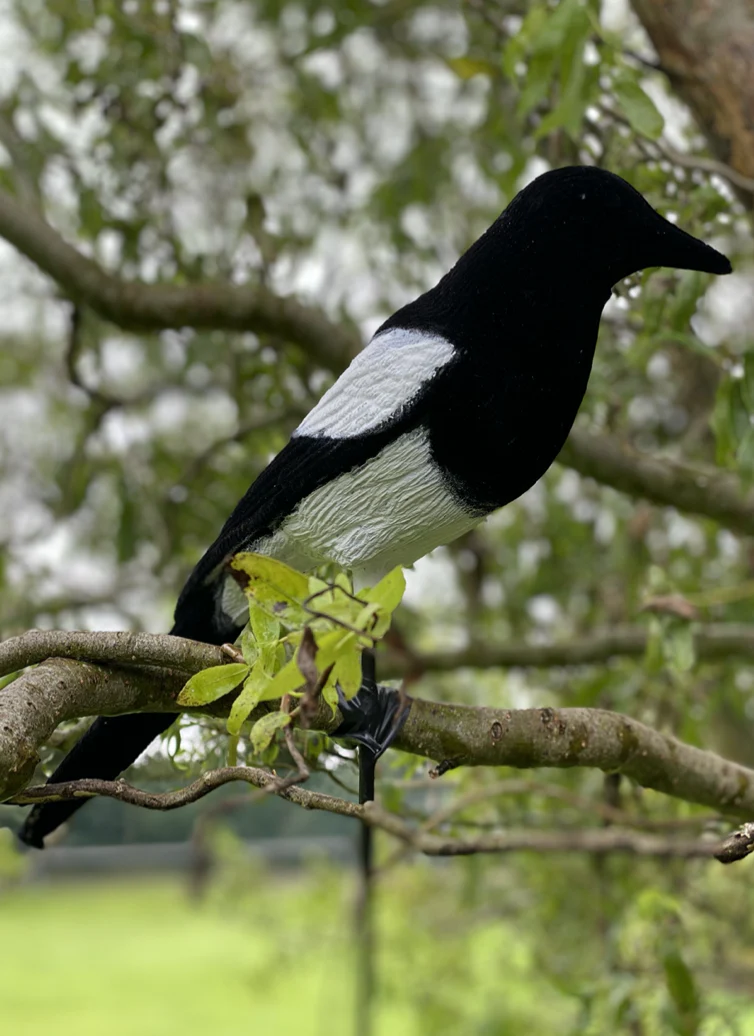 High Definition Flocked Magpie Full Bodied Decoy - Image 9