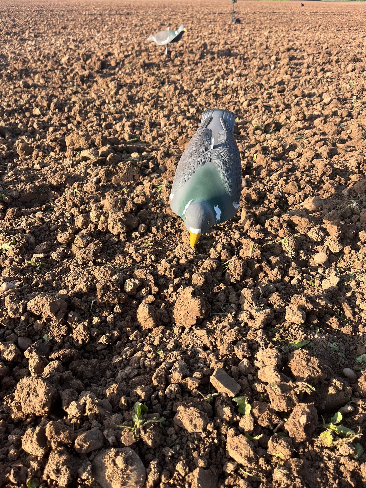 High Definition Pigeon Shell Decoys - Image 10