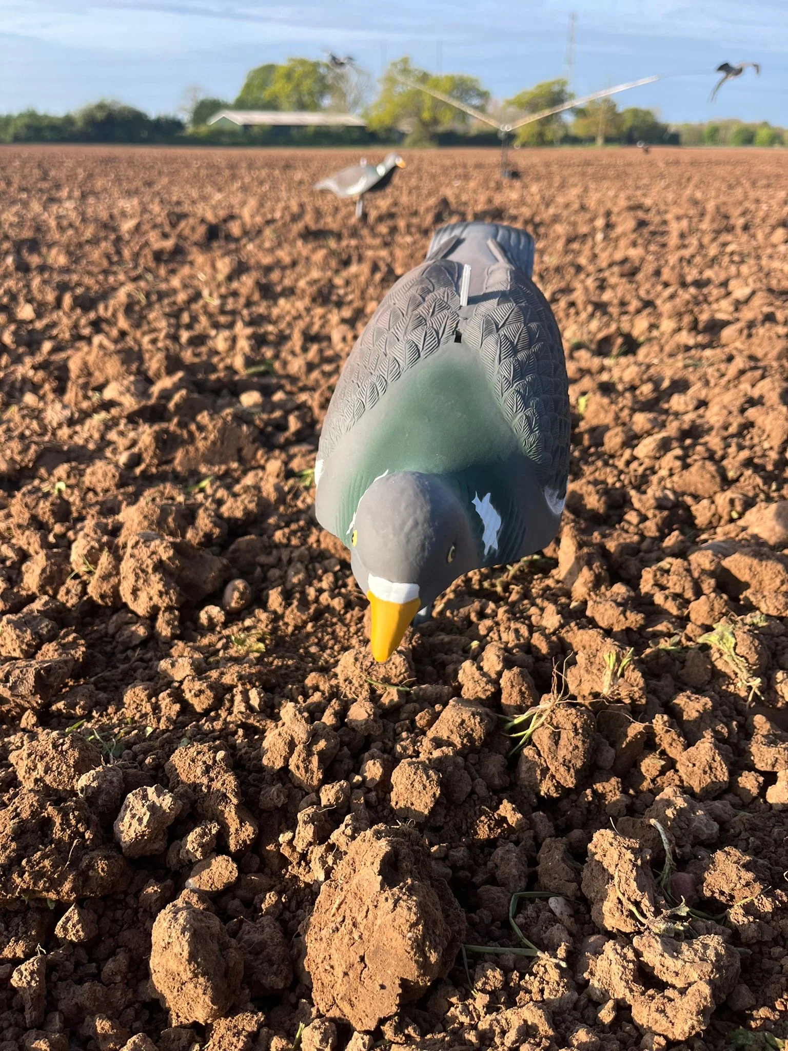 High Definition Pigeon Shell Decoys - Image 11