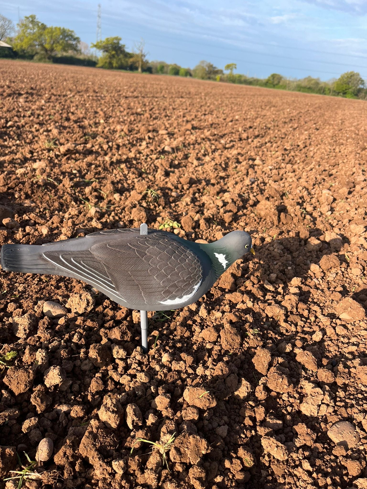 High Definition Pigeon Shell Decoys - Image 5