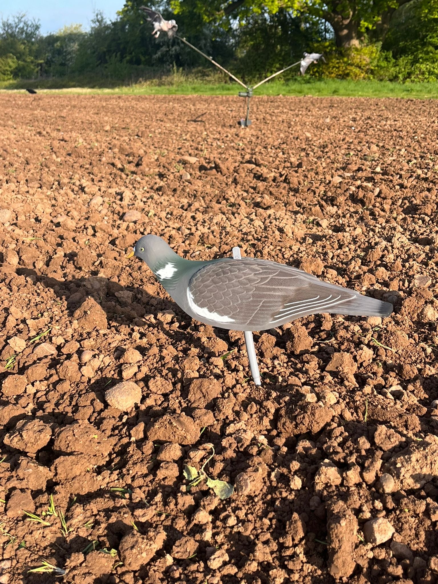 High Definition Pigeon Shell Decoys - Image 6