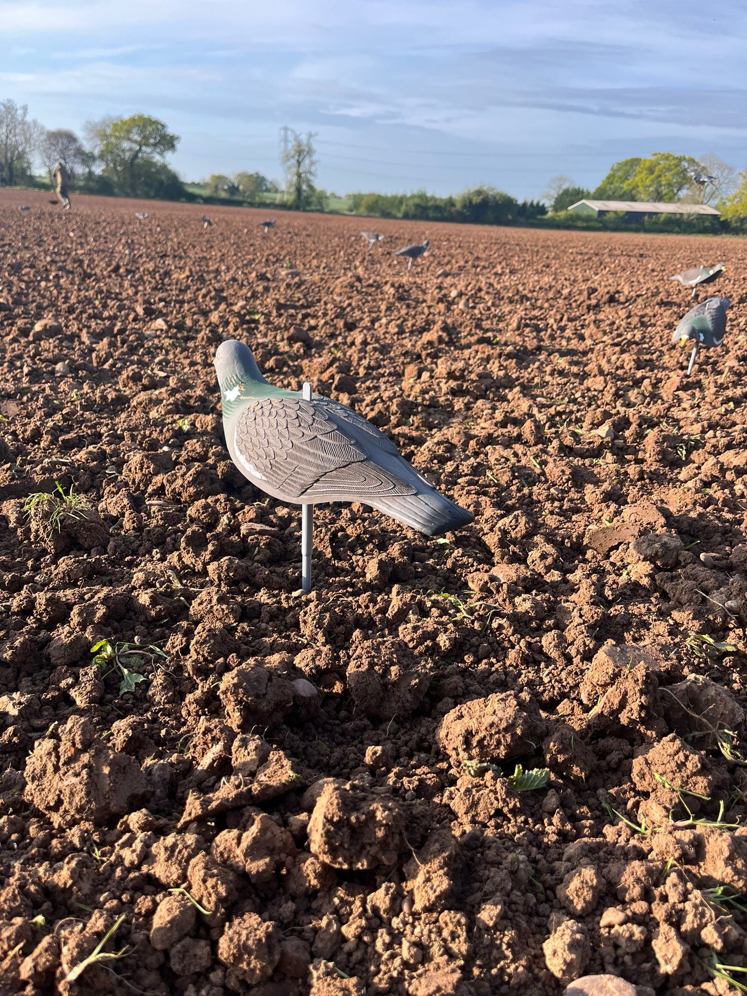 High Definition Pigeon Shell Decoys - Image 7