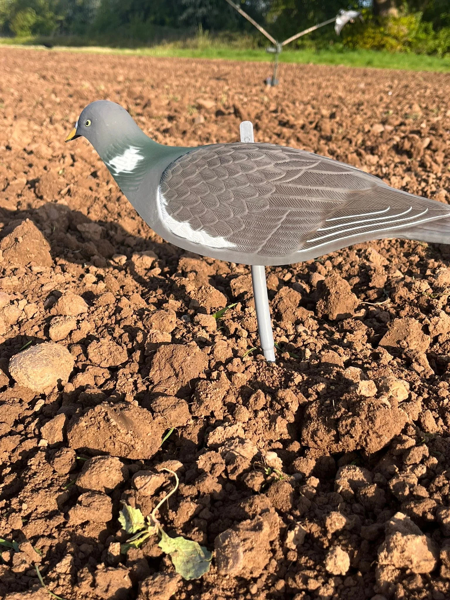 High Definition Pigeon Shell Decoys - Image 9