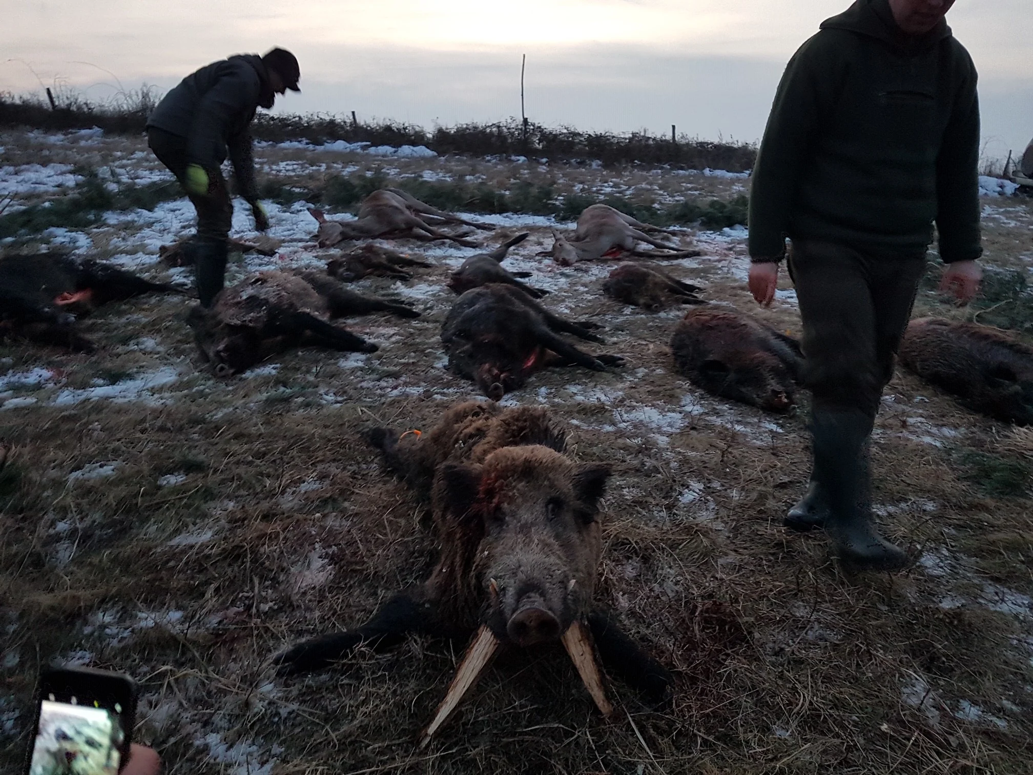 Hungary Hunting Trip Wild Boar & Jackal Hunting - Image 3
