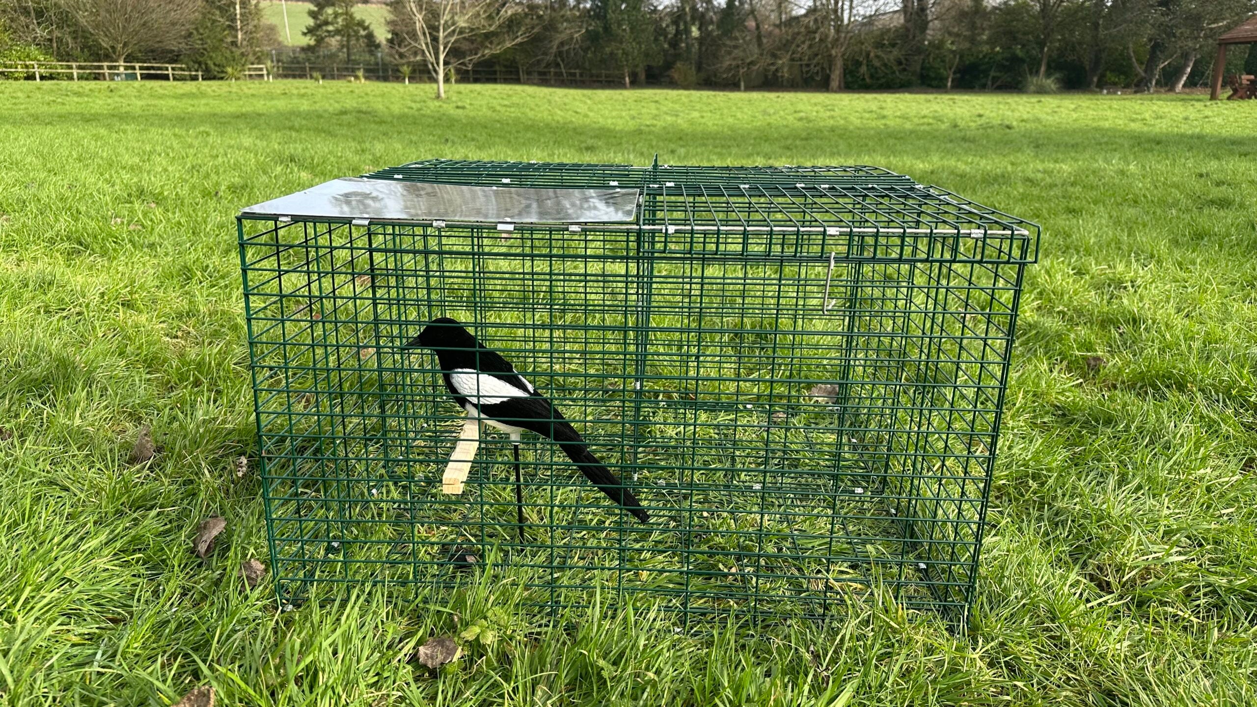 Larsen Magpie Trap with Free Flocked Magpie Decoy – Legal Crow Trap for Pest Control - Image 3