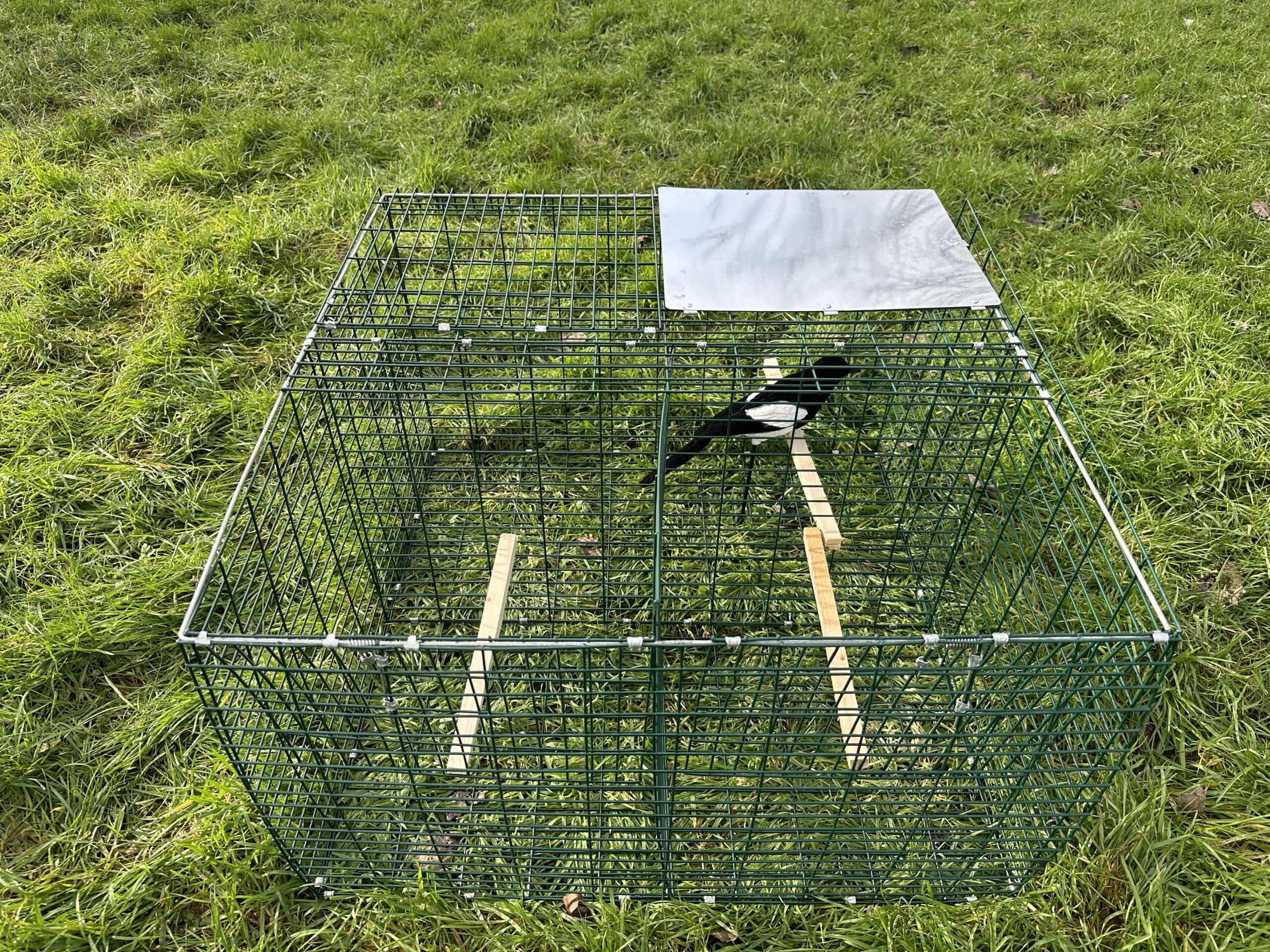 Larsen Magpie Trap with Free Flocked Magpie Decoy – Legal Crow Trap for Pest Control - Image 4