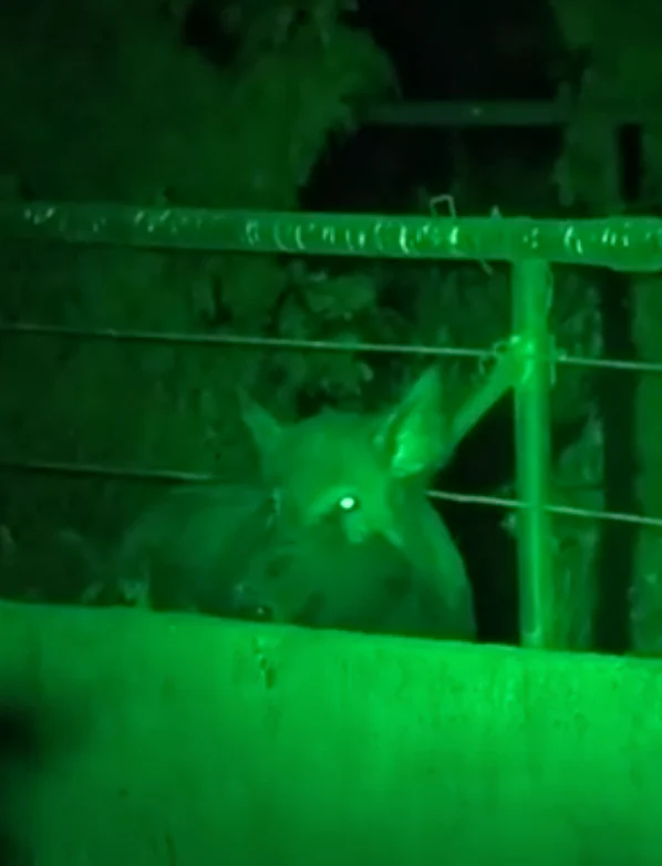 LED GREEN HANDHELD AND SCOPE MOUNTED LAMP - Image 13
