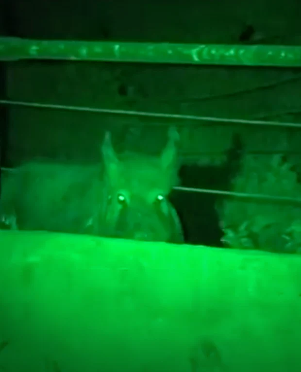 LED GREEN HANDHELD AND SCOPE MOUNTED LAMP - Image 14
