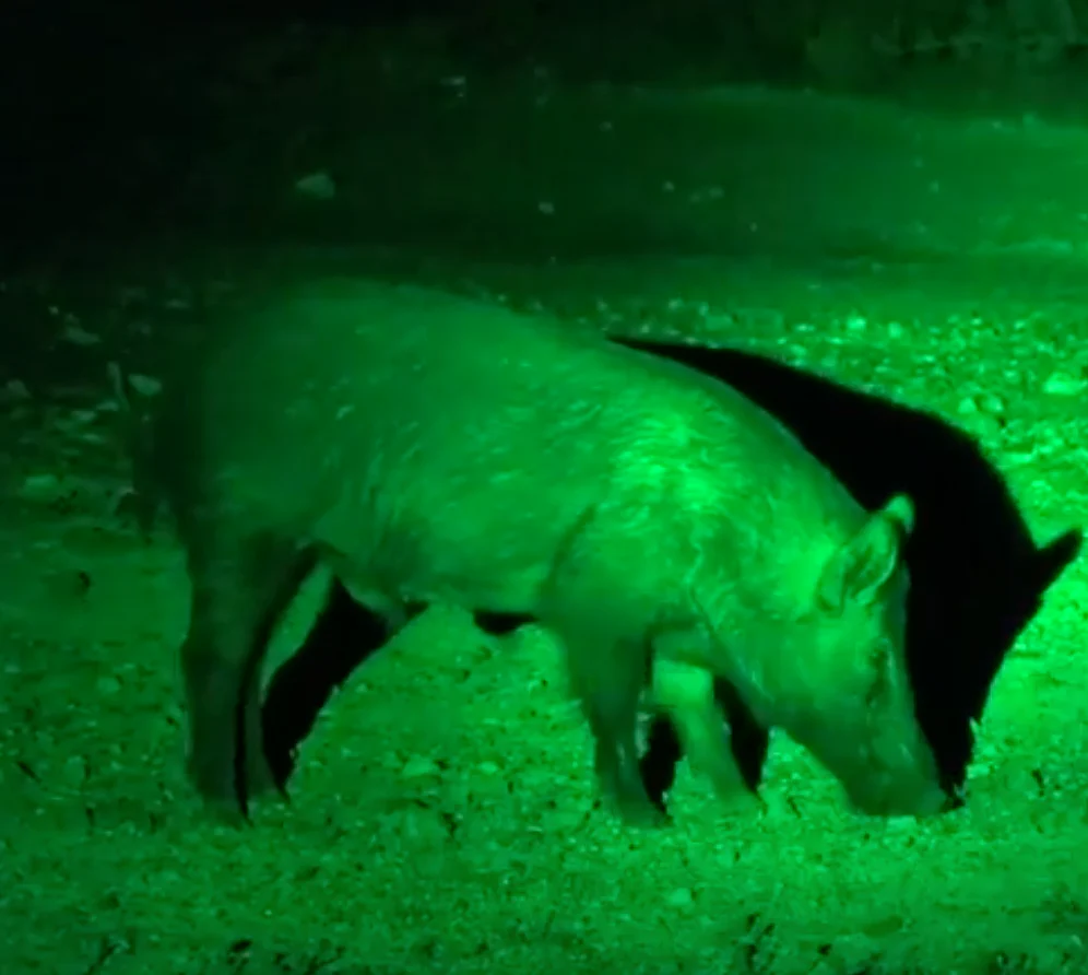 LED GREEN HANDHELD AND SCOPE MOUNTED LAMP - Image 17