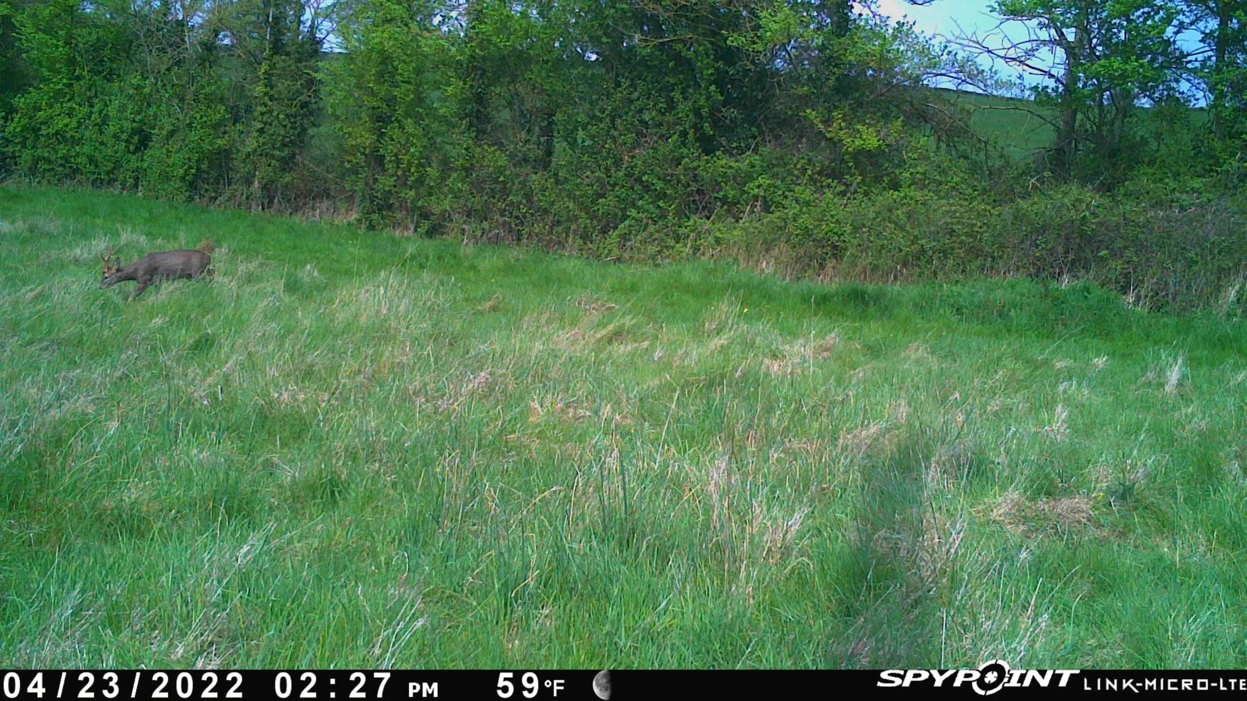 LINK MICRO LTE SPYPOINT TRAIL CAMERA - Image 2