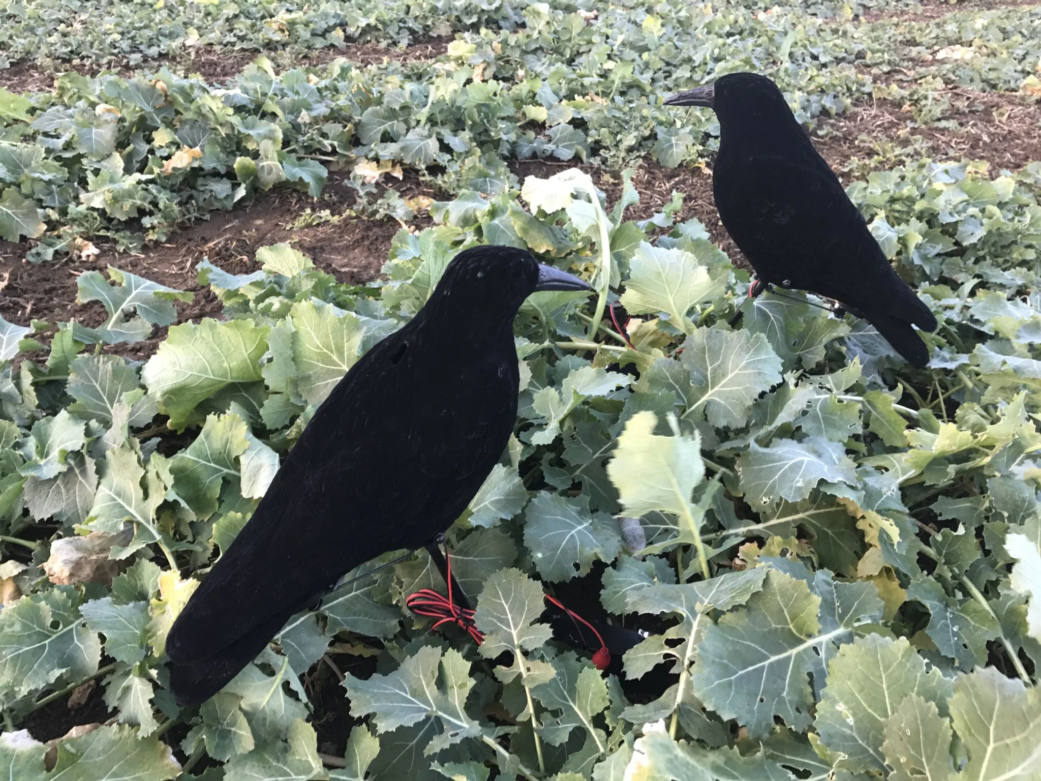 Motorised Pecking Crow Decoy - Image 3