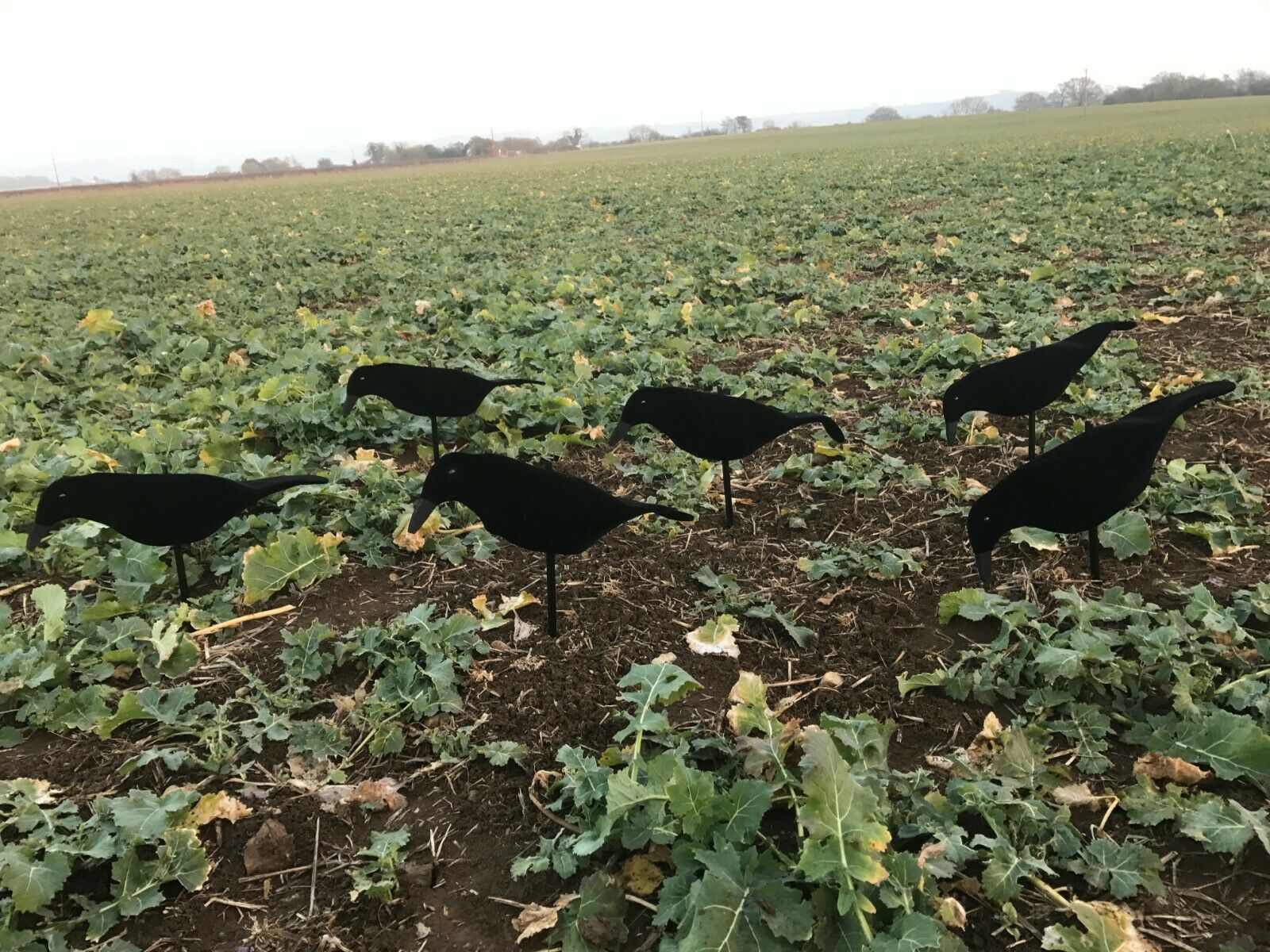 Neoprene Crow Decoys – Lightweight, Realistic & with Rocker Peg - Image 4