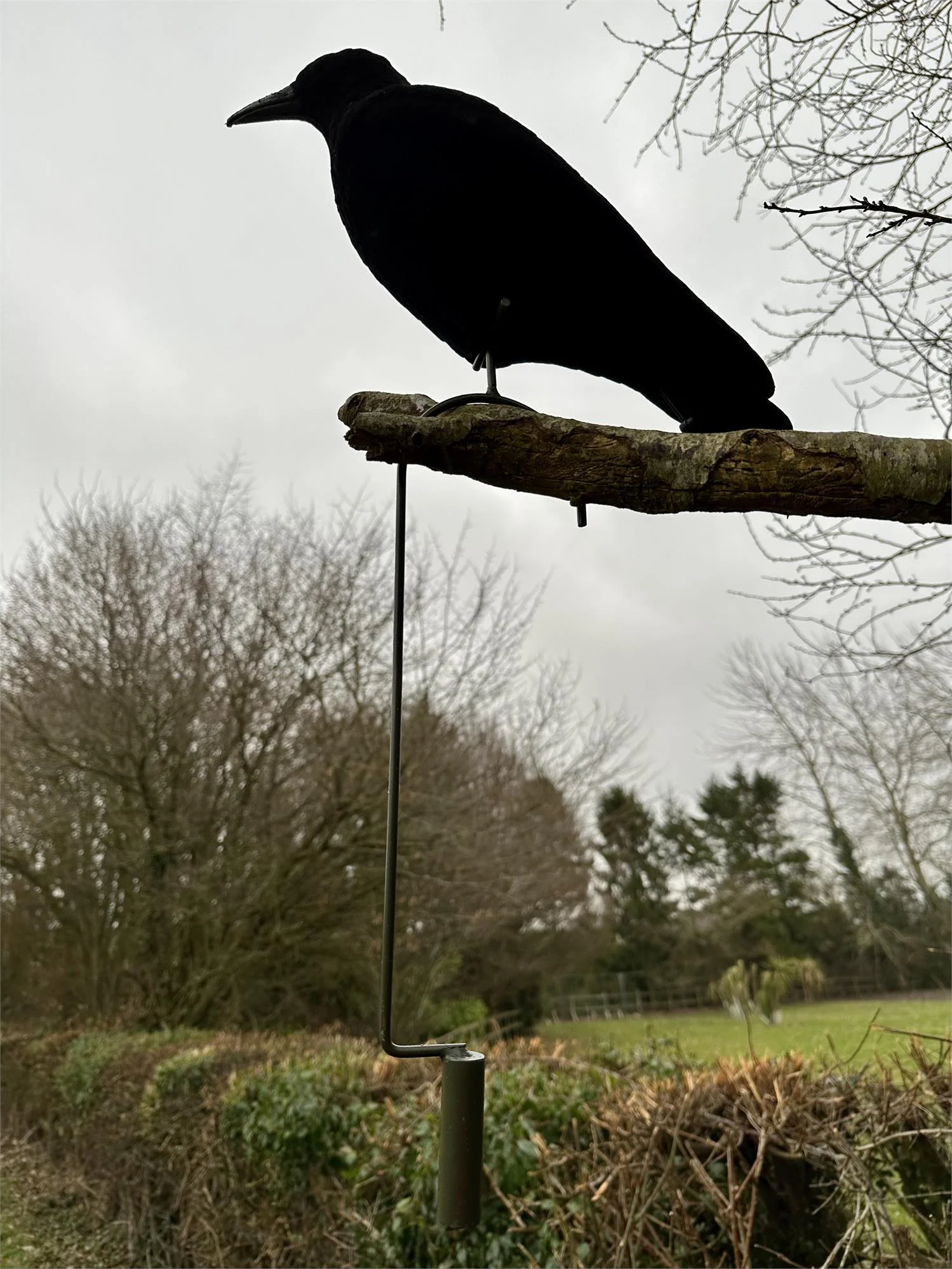 Pack of 4 Flocked Crow Full Body Decoys and 4 Lofting Hooks - Image 7