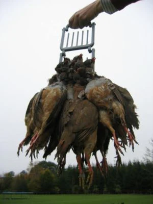 PIGEON CARRIER - Image 3