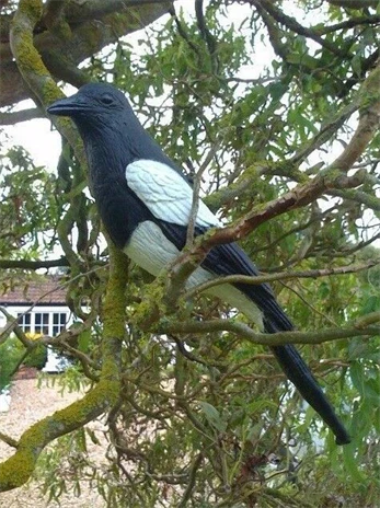 Plastic Magpie Decoys - Image 3
