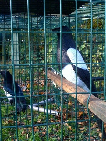 Plastic Magpie Decoys - Image 4