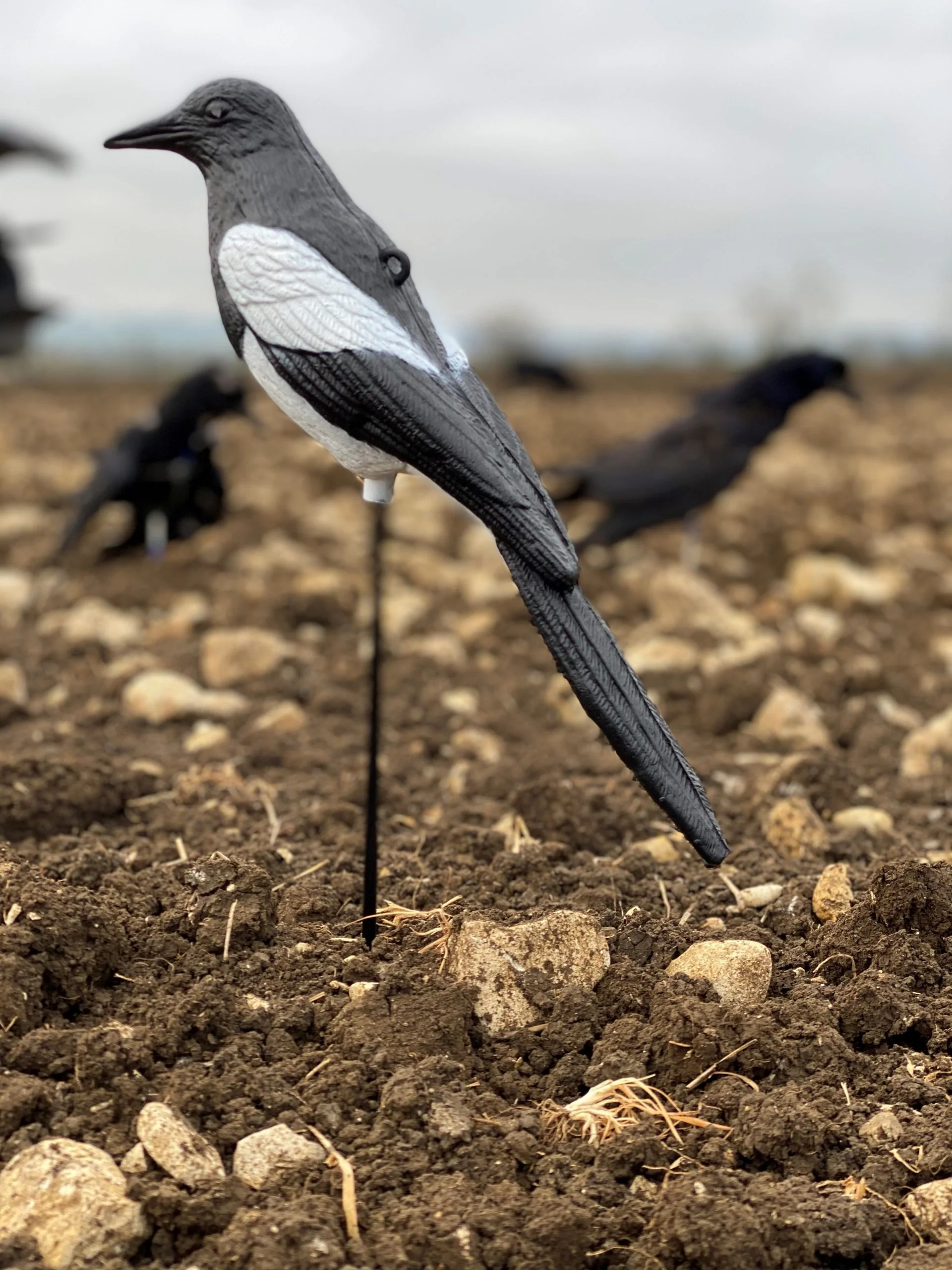 Plastic Magpie Decoys - Image 5