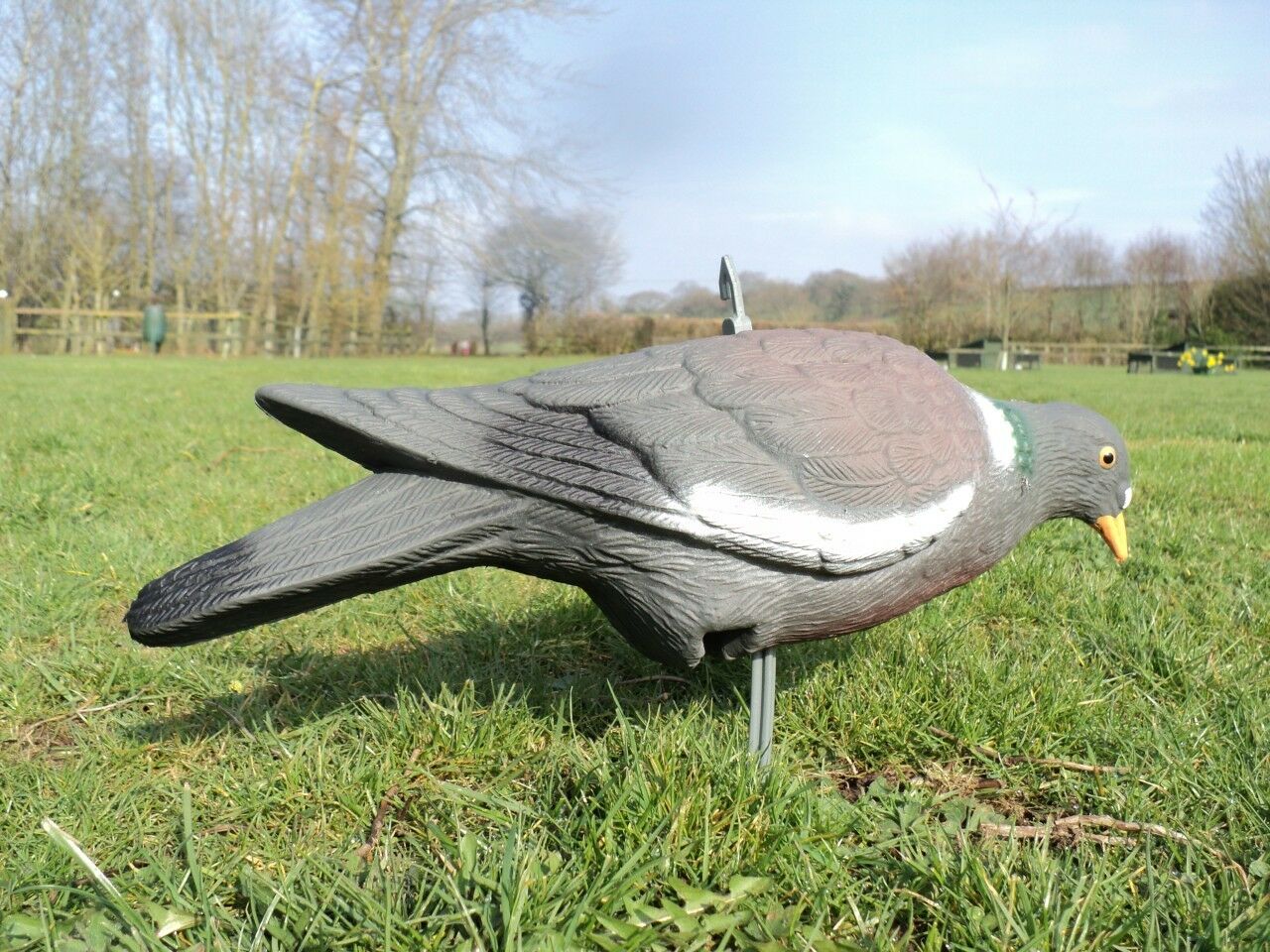 PLASTIC PIGEON FULL BODIED - Image 4