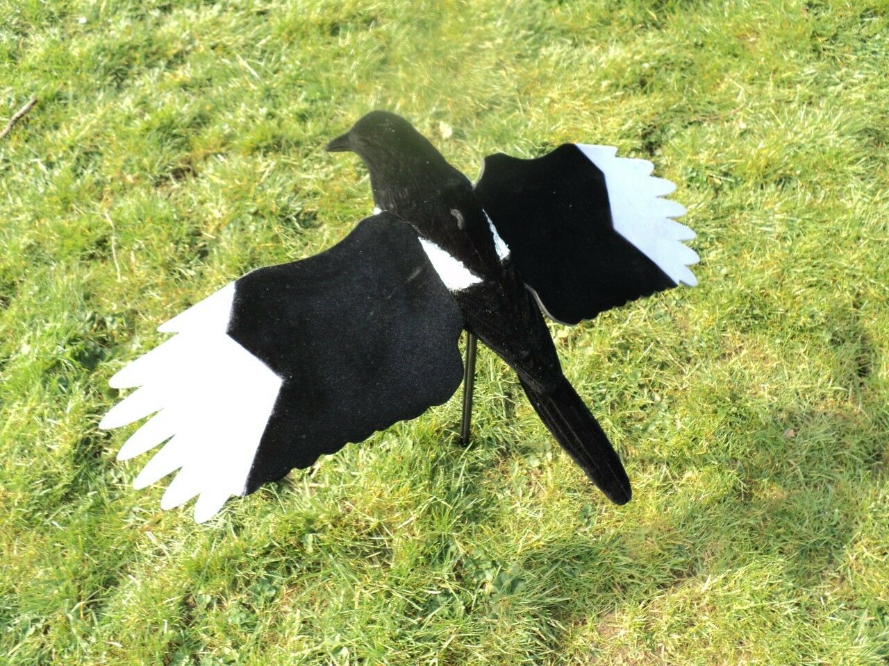 Premium Flocked Winged Magpie Decoy - Image 3