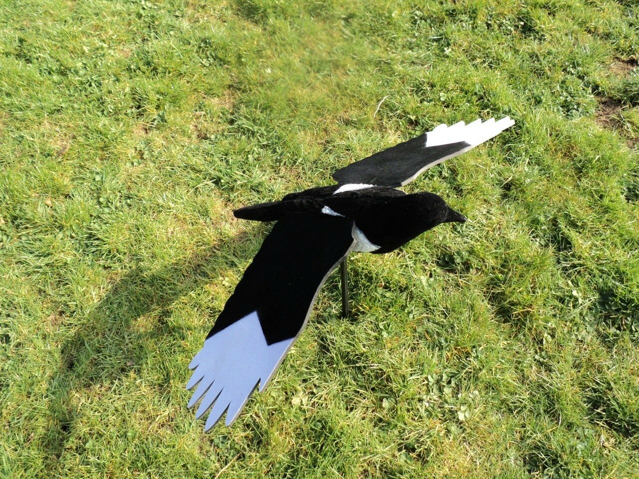 Premium Flocked Winged Magpie Decoy - Image 4