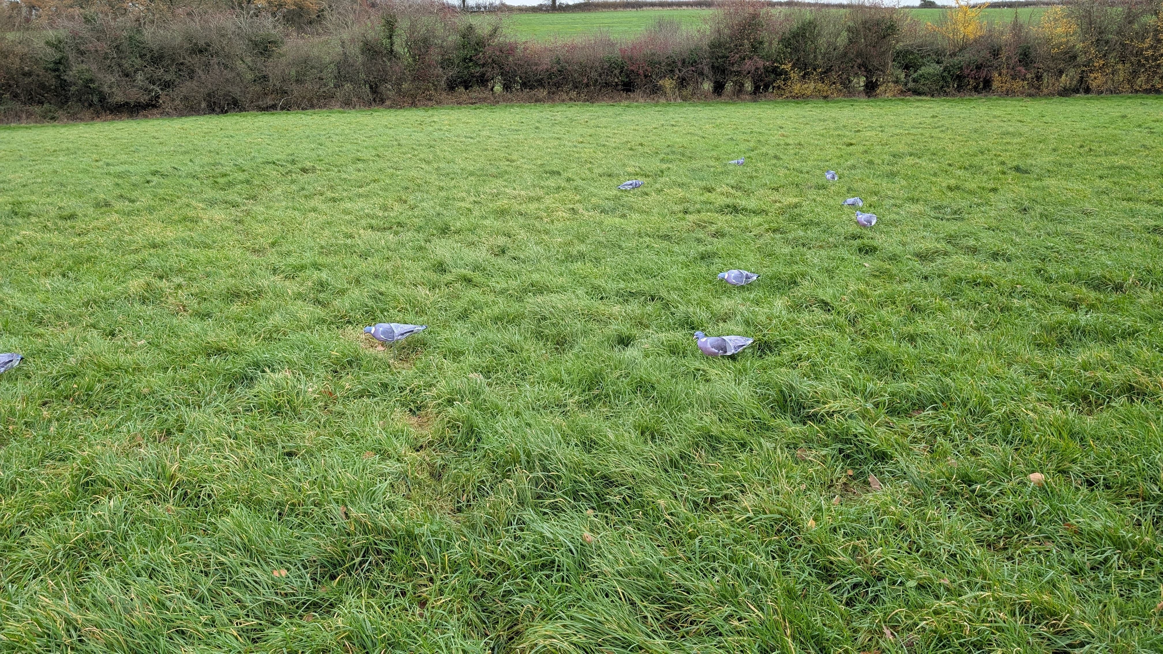 Pro Sock Pigeon Decoy Kit - Image 3