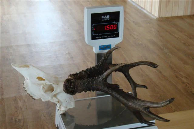 Siberian Roe Deer Trip to Russia New and Improved Prices! - Image 13