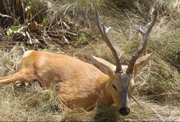 Siberian Roe Deer Trip to Russia New and Improved Prices! - Image 15
