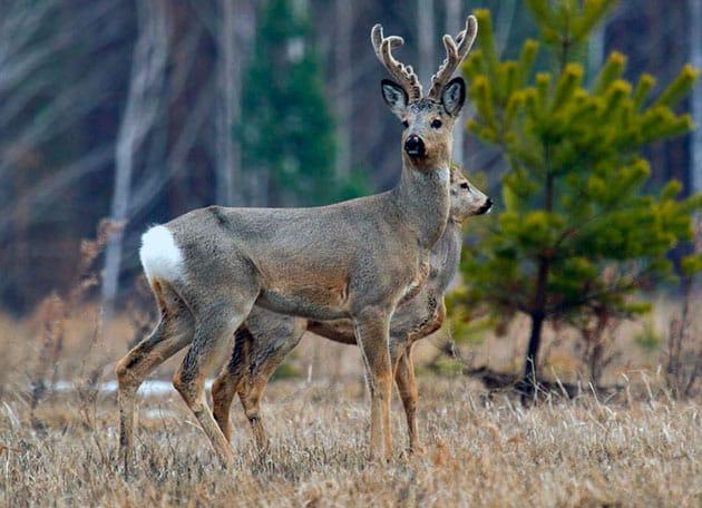 Siberian Roe Deer Trip to Russia New and Improved Prices! - Image 16