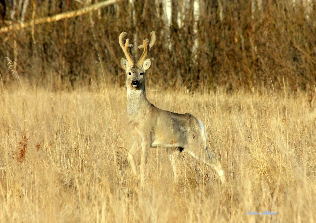 Siberian Roe Deer Trip to Russia New and Improved Prices! - Image 18